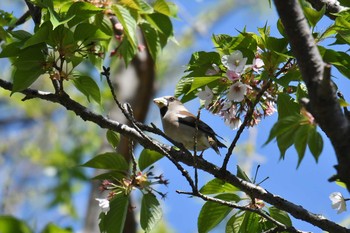 2019年4月13日(土) 砧公園の野鳥観察記録