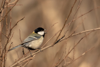 Japanese Tit 荒沢湿原 Sat, 4/13/2019