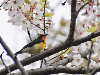 キビタキ 場所が不明 2019年4月13日(土)