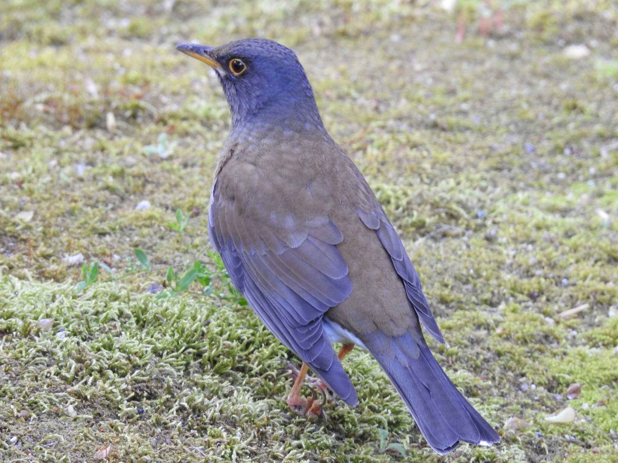 Photo of Pale Thrush at 下鴨神社 by hideneil