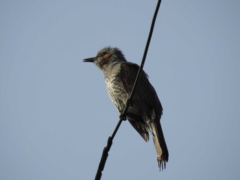 2019年4月13日(土) 下鴨神社の野鳥観察記録