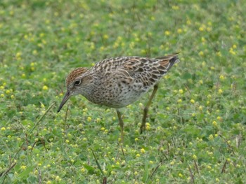 Sharp-tailed Sandpiper Yoron Island Sat, 4/13/2019