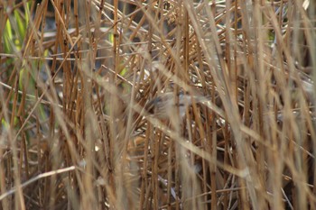 Common Reed Bunting 境川遊水地公園 Sat, 4/13/2019