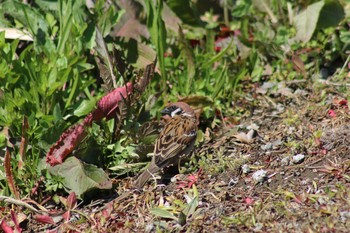 Eurasian Tree Sparrow 境川遊水地公園 Sat, 4/13/2019