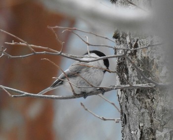 Willow Tit 竜頭山 Sat, 4/13/2019