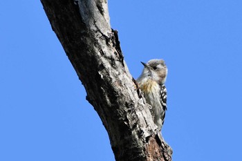 2019年4月13日(土) 浅羽ビオトープの野鳥観察記録