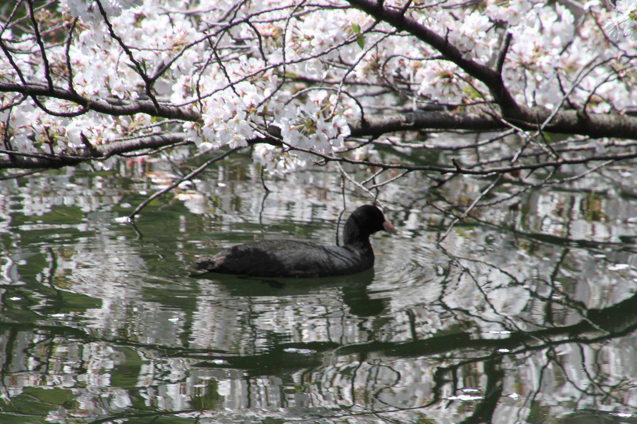 井ノ頭公園 オオバンの写真 by サンダーバード