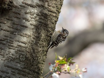 コゲラ 場所が不明 2019年4月11日(木)