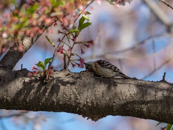 コゲラ 場所が不明 2019年4月11日(木)