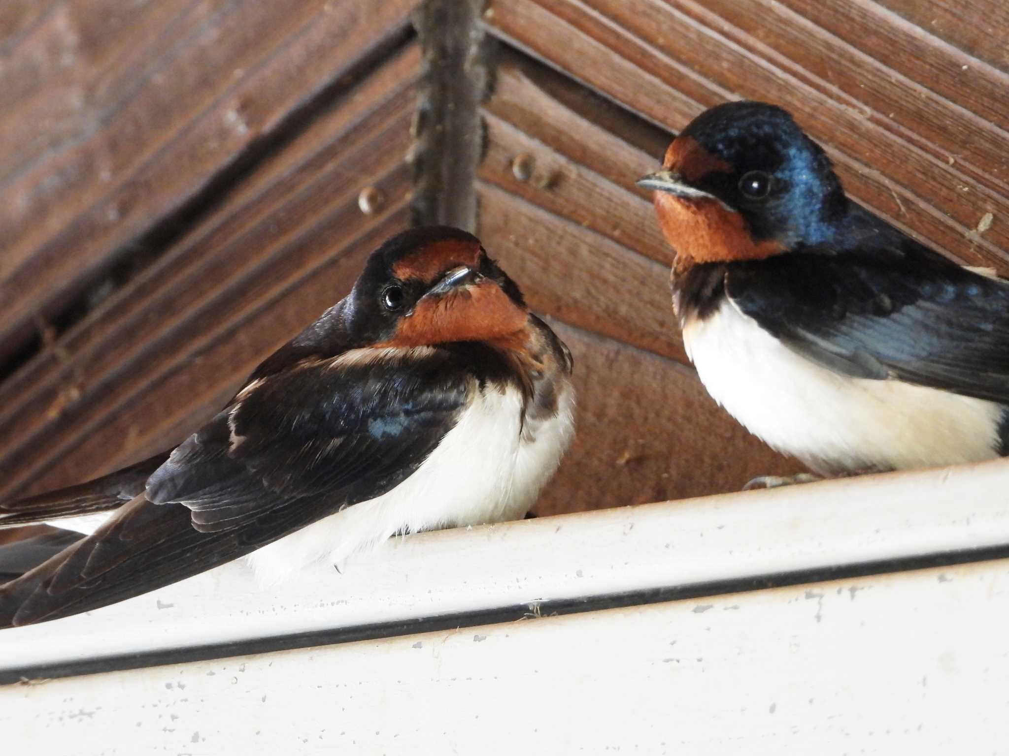 Photo of Barn Swallow at 矢作川 by ひなそら