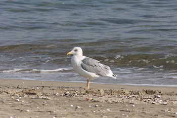 2010年12月28日(火) 五主海岸の野鳥観察記録