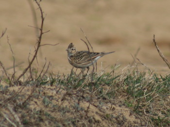 ヒバリ 八東ふるさとの森、広留野高原（鳥取県八頭郡） 2019年4月13日(土)