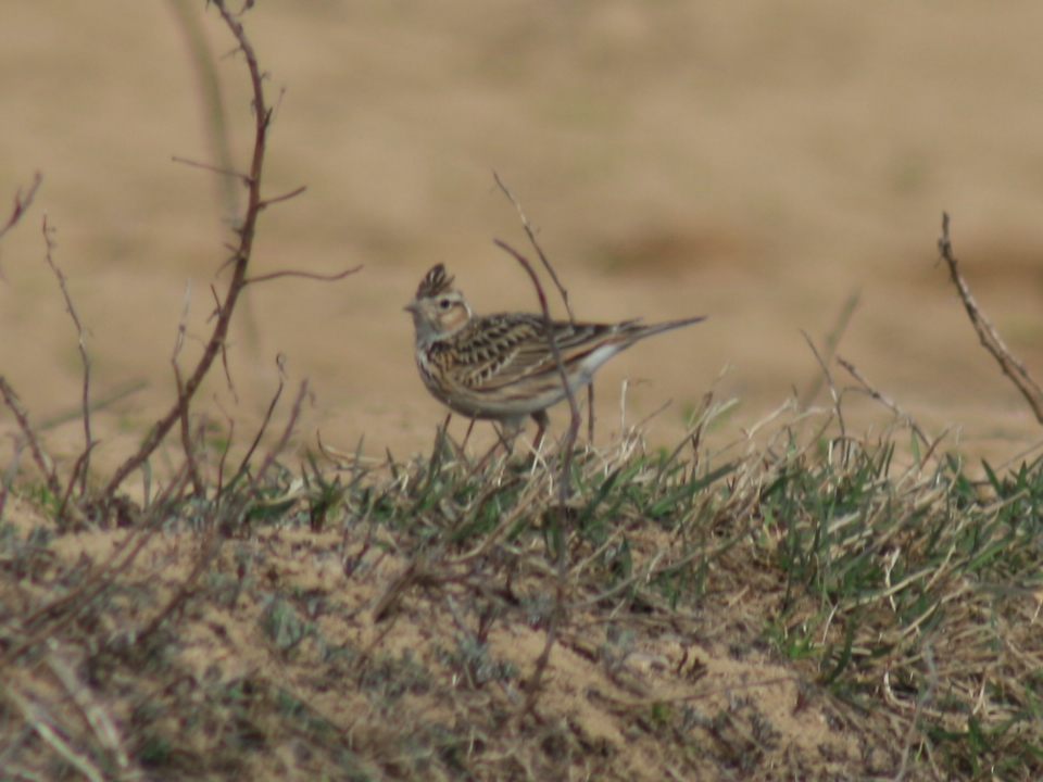 Eurasian Skylark