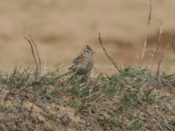 ヒバリ 広留野高原（鳥取県八頭郡） 2019年4月13日(土)