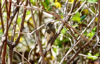 ウグイス 昭和記念公園 2019年4月13日(土)