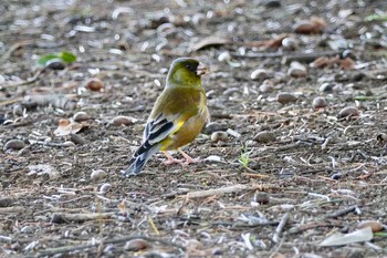 カワラヒワ 昭和記念公園 2019年4月13日(土)