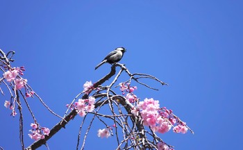 シジュウカラ 昭和記念公園 2019年4月13日(土)