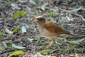 シロハラ 昭和記念公園 2019年4月13日(土)