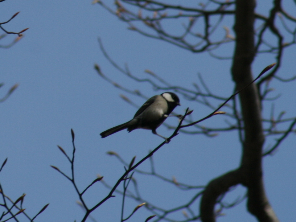 Photo of Japanese Tit at 八東ふるさとの森 by トリトリ県に引っ越して来ました！