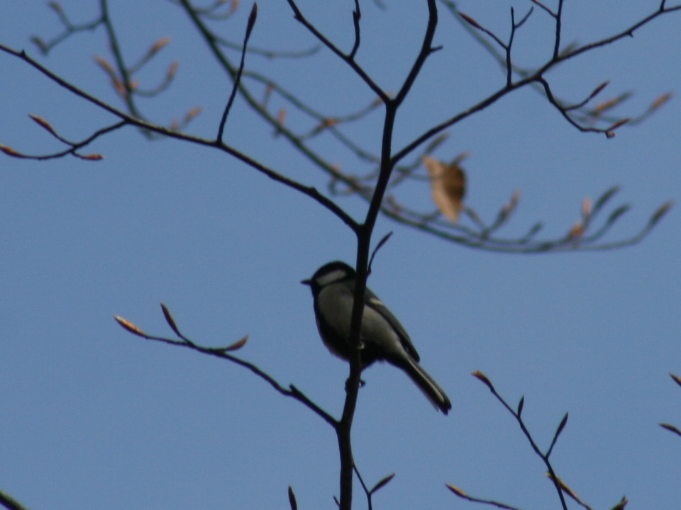 Photo of Japanese Tit at 八東ふるさとの森 by トリトリ県に引っ越して来ました！