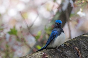 未同定 場所が不明 2019年4月13日(土)