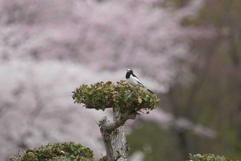 ハクセキレイ 希望ヶ丘文化公園 2019年4月12日(金)