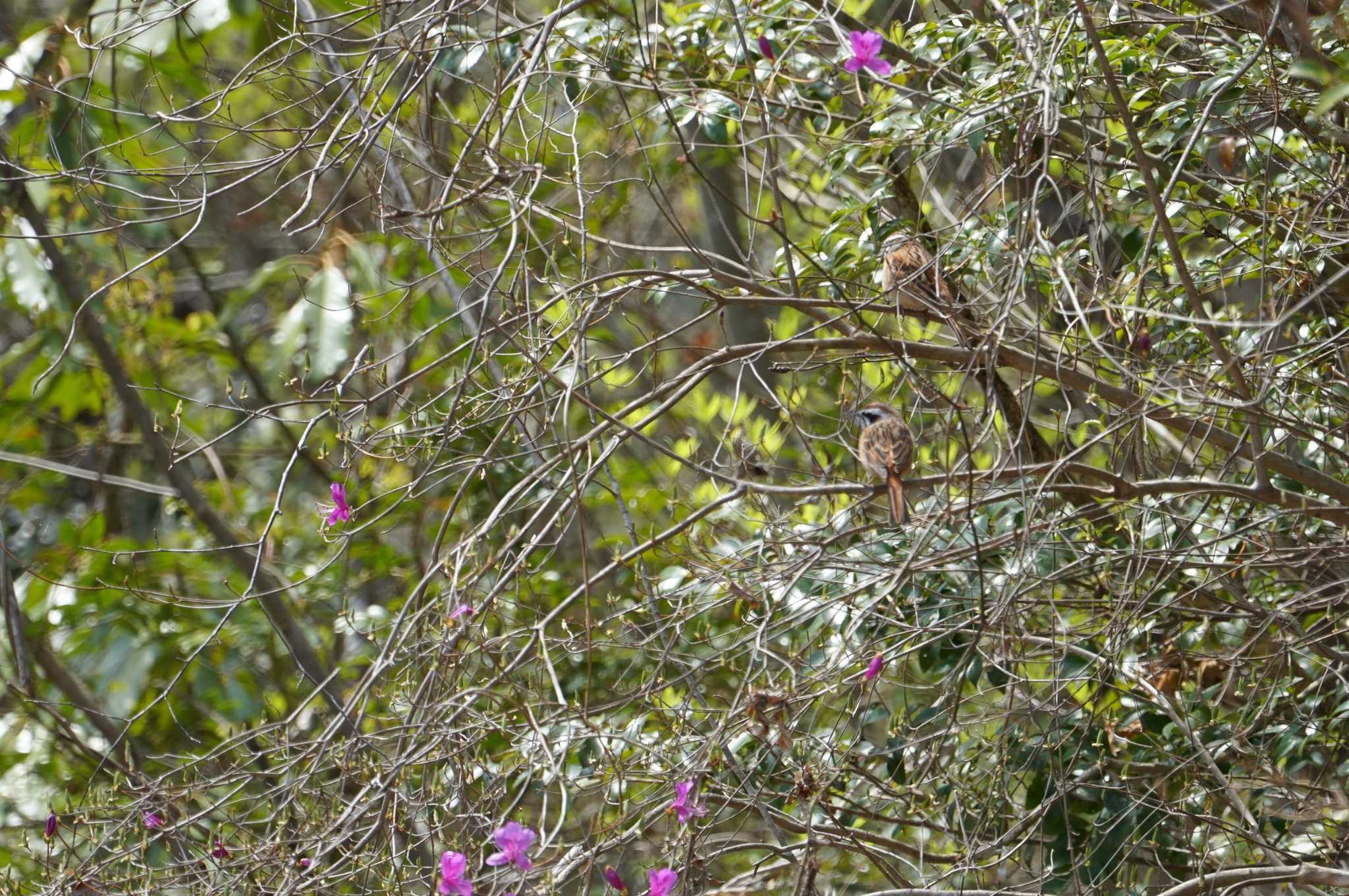 Photo of Meadow Bunting at 希望ヶ丘文化公園 by マル