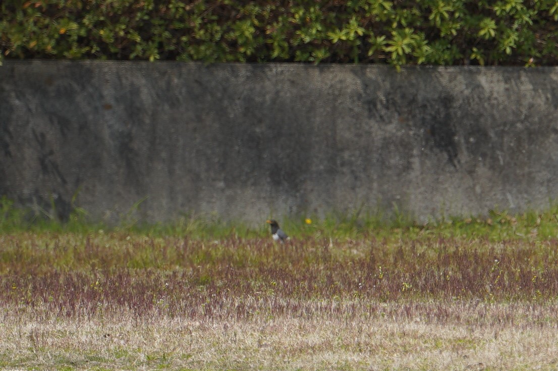 クロツグミ