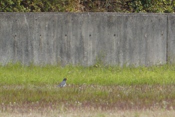 クロツグミ 希望ヶ丘文化公園 2019年4月12日(金)