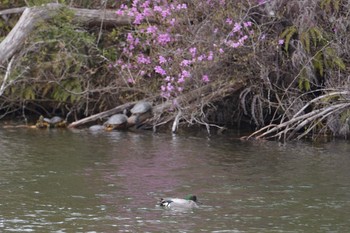 ヨシガモ 希望ヶ丘文化公園 2019年4月12日(金)