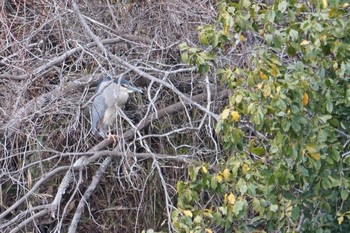 ゴイサギ 希望ヶ丘文化公園 2019年4月12日(金)