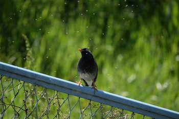 ムクドリ 多摩川二ヶ領宿河原堰 2019年4月13日(土)