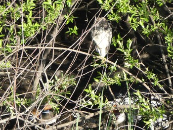 2019年4月13日(土) 奈良山公園の野鳥観察記録