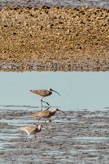 Far Eastern Curlew 山口県下関市 Sat, 4/13/2019