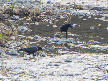 Sat, 4/6/2019 Birding report at 羽村堰