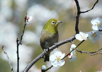 メジロ 府中 2019年2月23日(土)