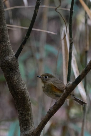 Red-flanked Bluetail 福岡県 北九州市 Thu, 4/11/2019