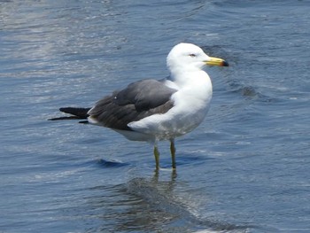 2019年4月13日(土) 多摩川河口の野鳥観察記録