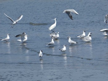 ユリカモメ 多摩川河口 2019年4月13日(土)