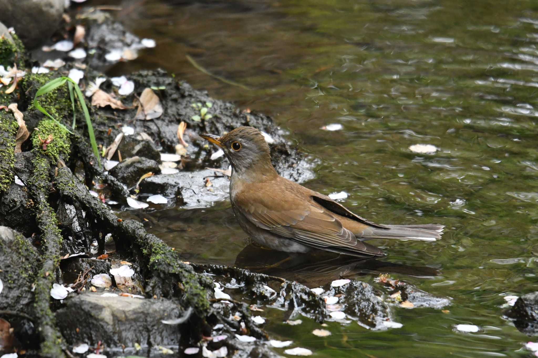 Photo of Pale Thrush at Kinuta Park by あひる