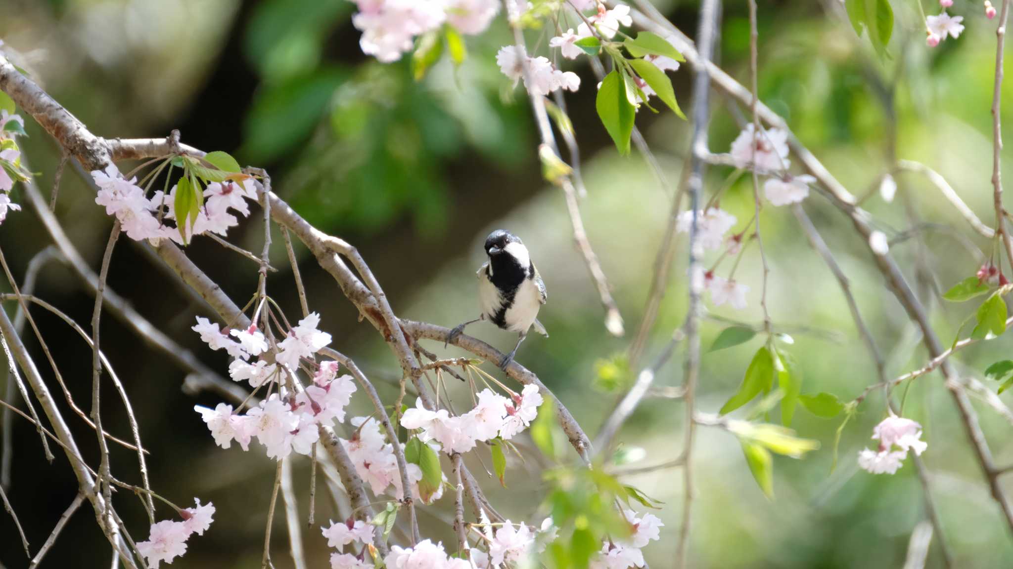 シジュウカラ