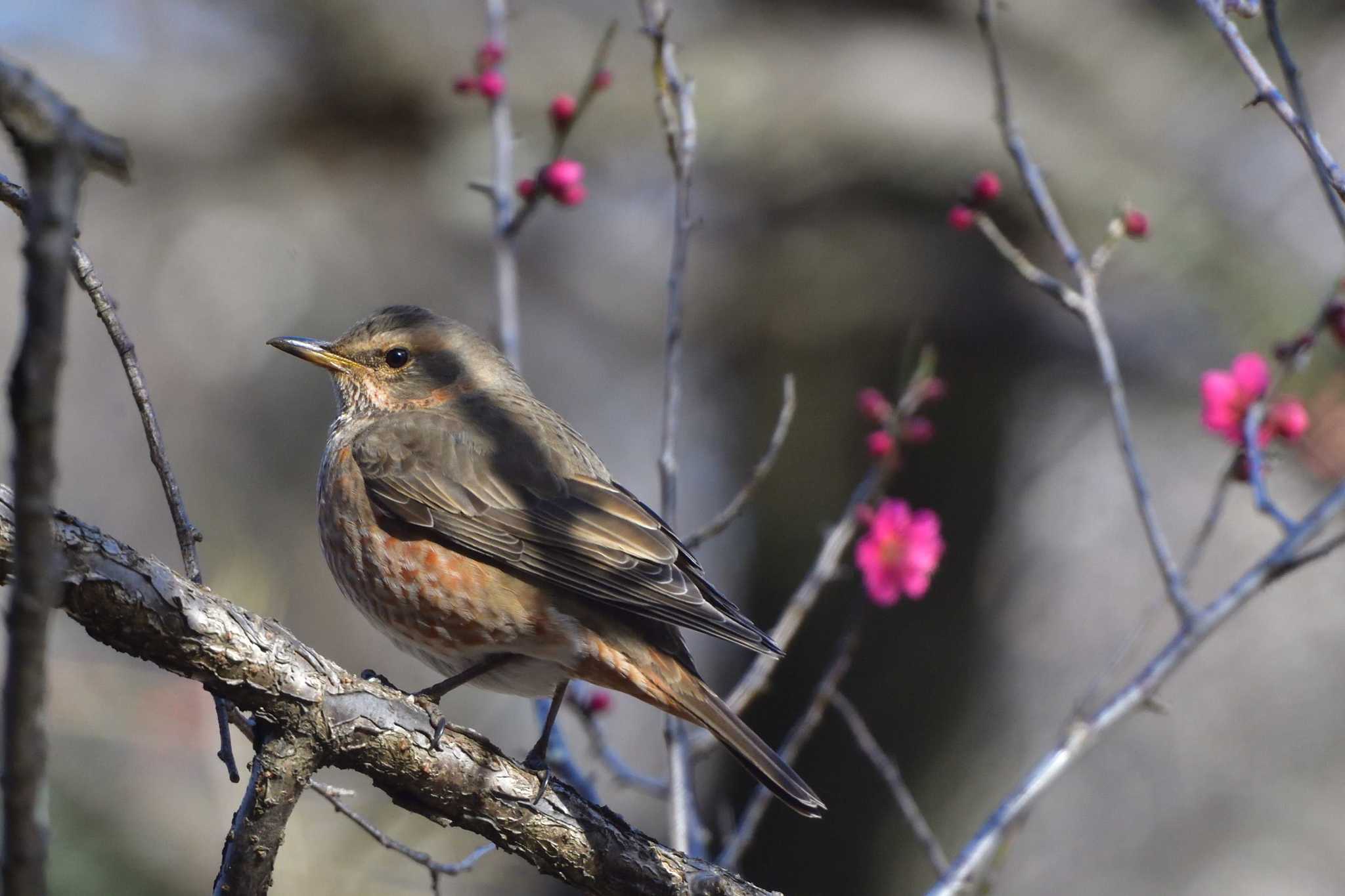 2025年2月19日(水) 小金井市の野鳥観察記録 by やなさん | ZooPicker 2025年2月19日(水) 小金井市の野鳥観察記録 by やなさん | ZooPicker