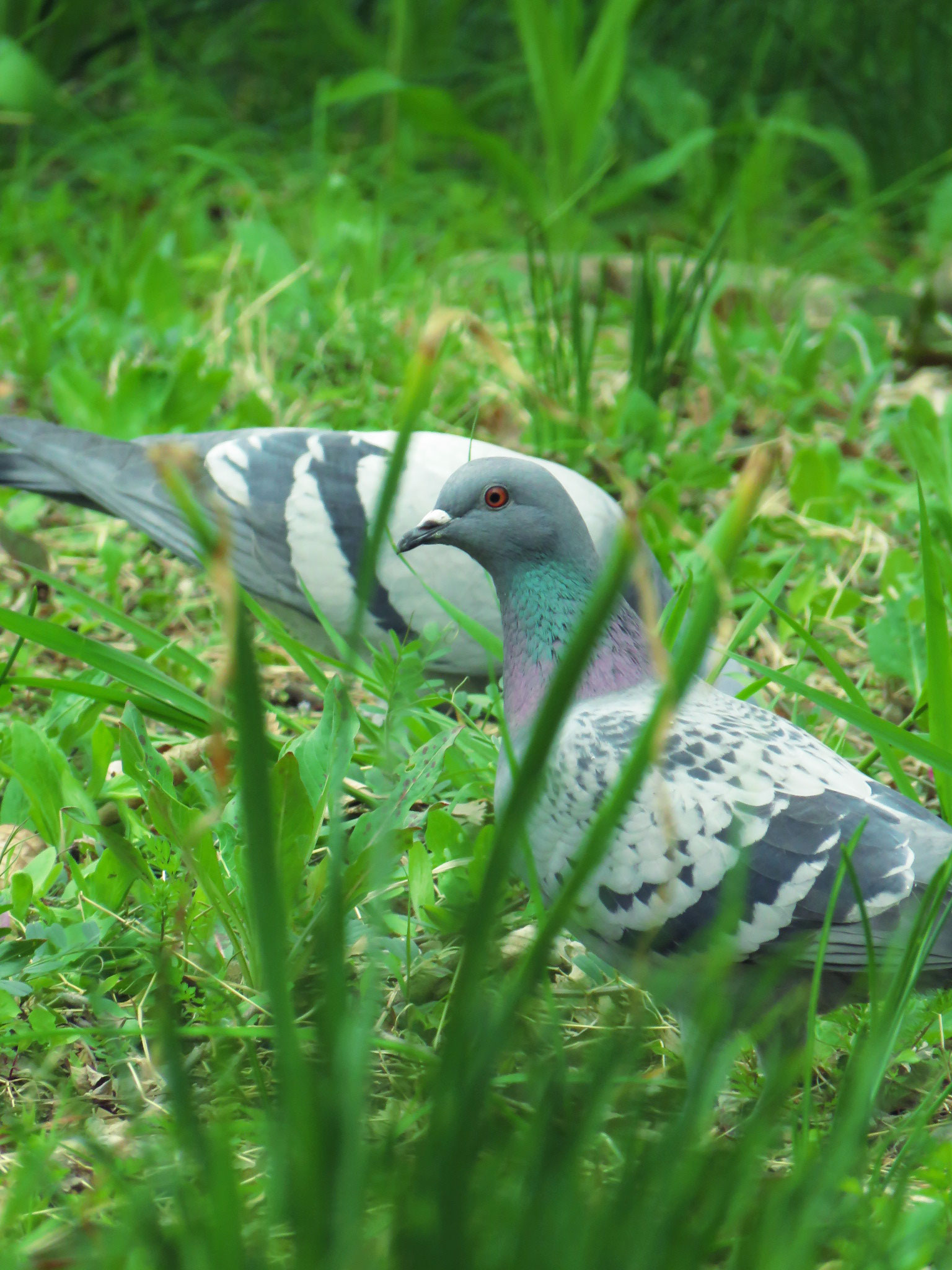 カワラバト