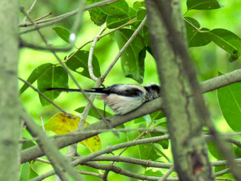 Sun, 4/14/2019 Birding report at 東京都世田谷区