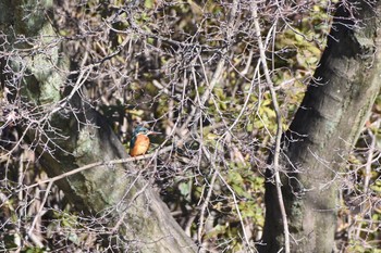 2018年1月14日(日) 小石川植物園の野鳥観察記録