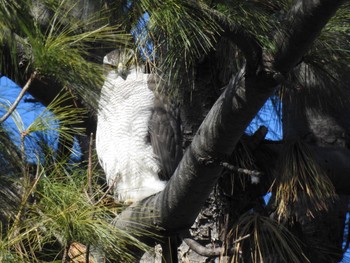 オオタカ 小石川植物園 2018年1月14日(日)