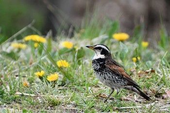 2019年4月14日(日) 浅羽ビオトープの野鳥観察記録