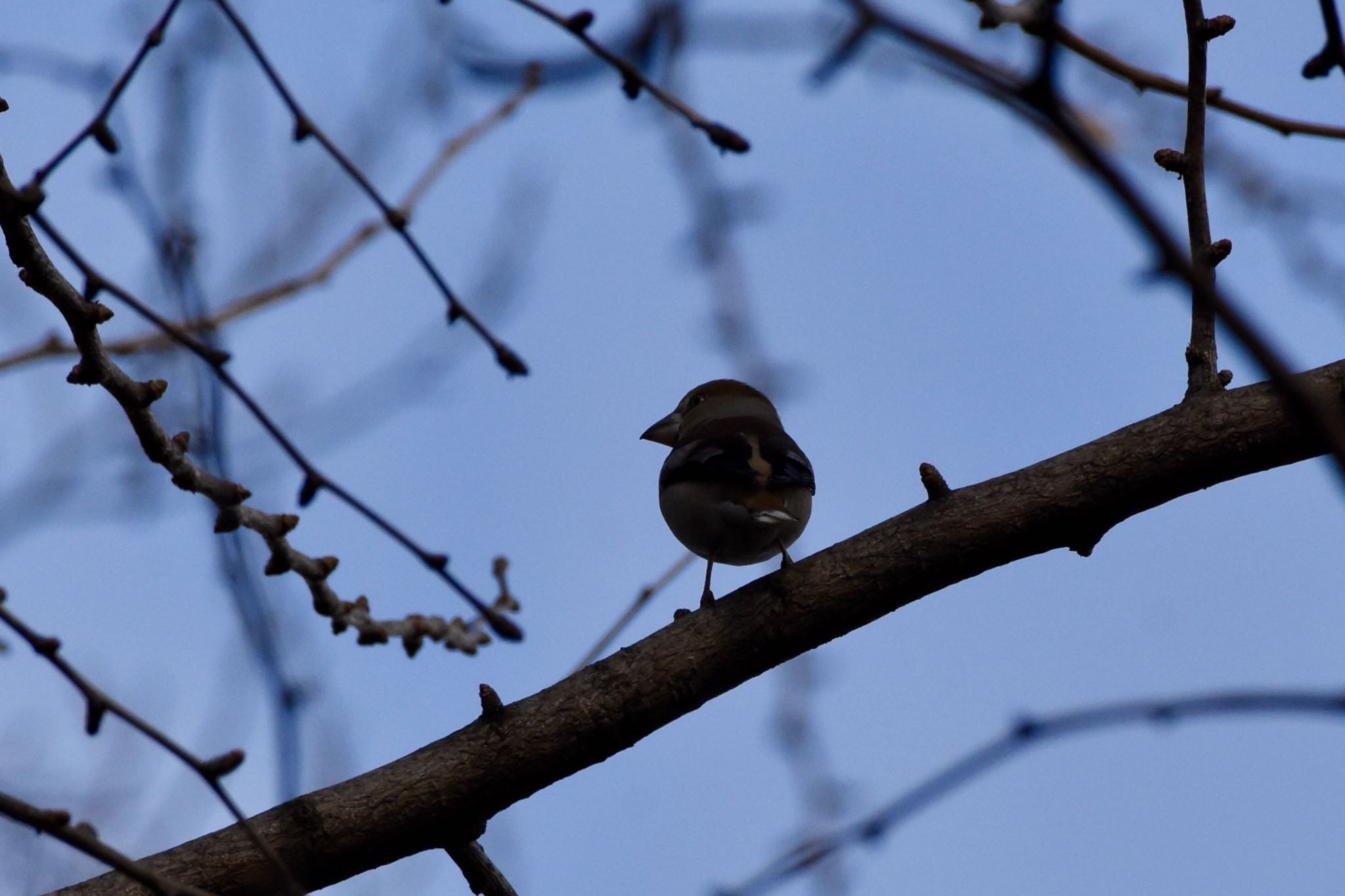 Hawfinch