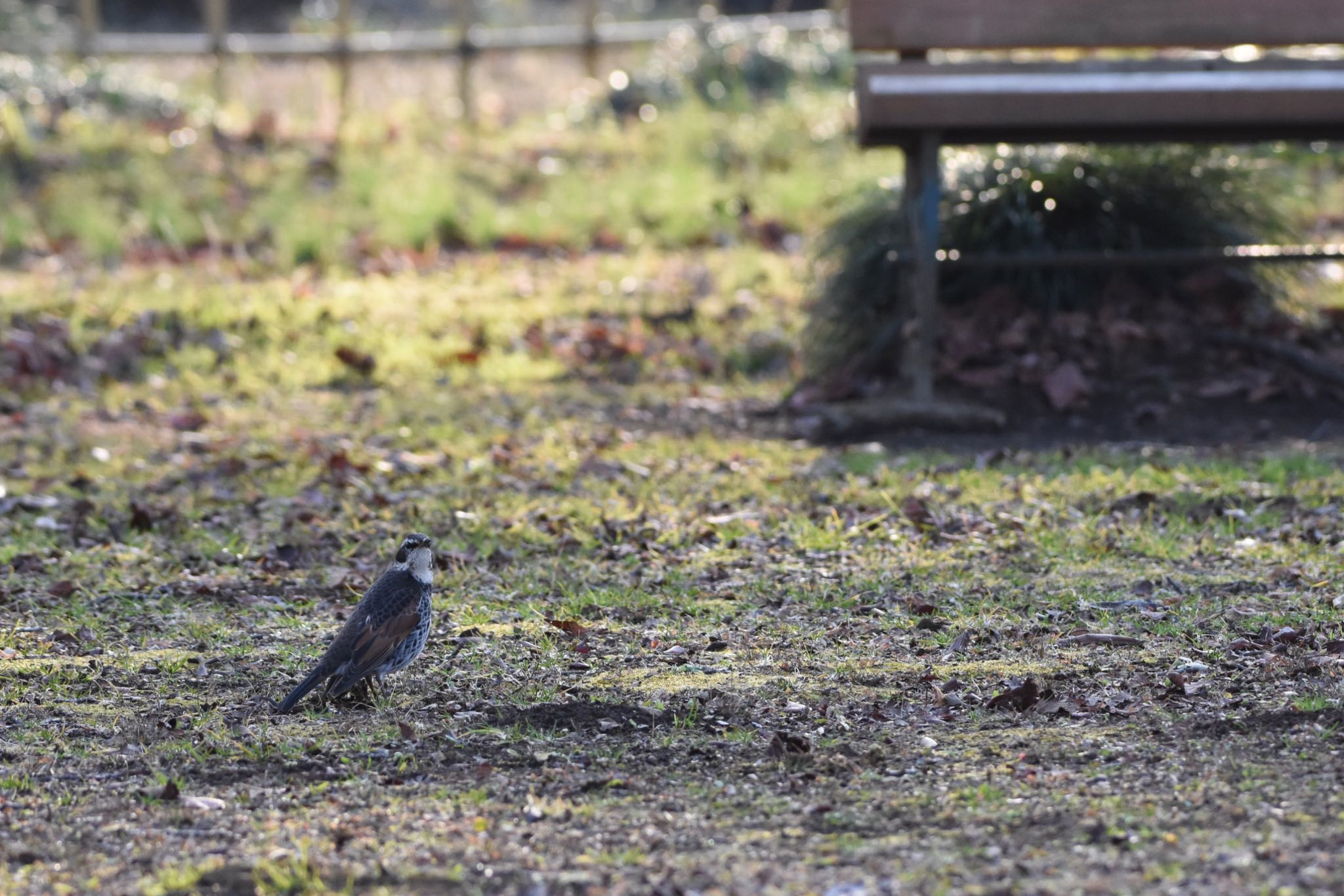 Dusky Thrush