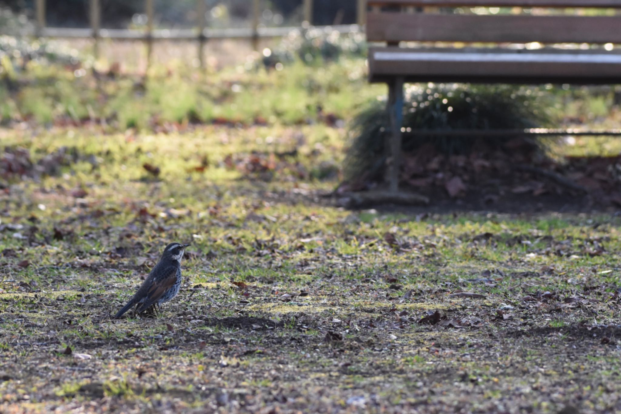 Dusky Thrush